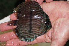 画像2: 【ワイルドディスカス】【通販】【ワイルド屈指のブルー発色】リオネグロブルーフェイスヘッケル【個体販売】11-12cm（生体）リオネグロ産 (2)