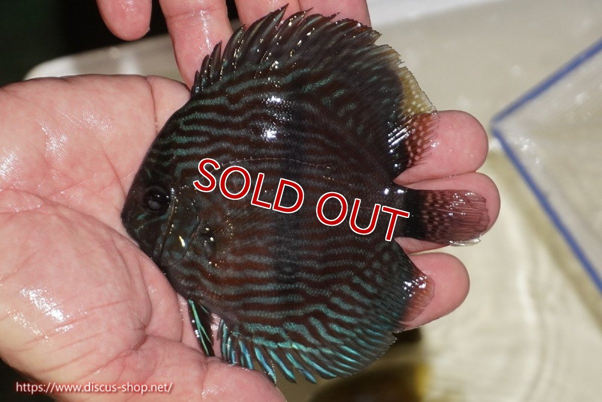 画像1: 【決算セール対象個体】【ワイルドディスカス】【通販】【ワイルド屈指のブルー発色】リオネグロブルーフェイスヘッケル【個体販売】11-12cm（生体）リオネグロ産 (1)