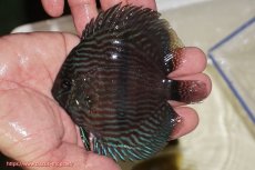 画像1: 【決算セール対象個体】【ワイルドディスカス】【通販】【ワイルド屈指のブルー発色】リオネグロブルーフェイスヘッケル【個体販売】11-12cm（生体）リオネグロ産 (1)