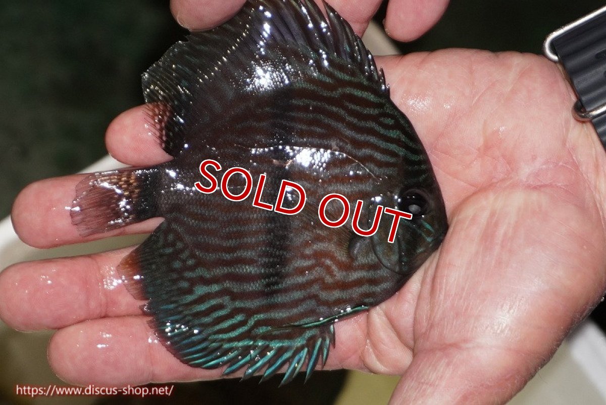 画像2: 【決算セール対象個体】【ワイルドディスカス】【通販】【ワイルド屈指のブルー発色】リオネグロブルーフェイスヘッケル【個体販売】11-12cm（生体）リオネグロ産 (2)