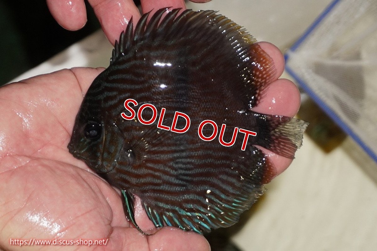 画像1: 【決算セール対象個体】【ワイルドディスカス】【通販】【ワイルド屈指のブルー発色】リオネグロブルーフェイスヘッケル【個体販売】11-12cm（生体）リオネグロ産 (1)