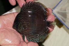 画像1: 【決算セール対象個体】【ワイルドディスカス】【通販】【ワイルド屈指のブルー発色】リオネグロブルーフェイスヘッケル【個体販売】11-12cm（生体）リオネグロ産 (1)