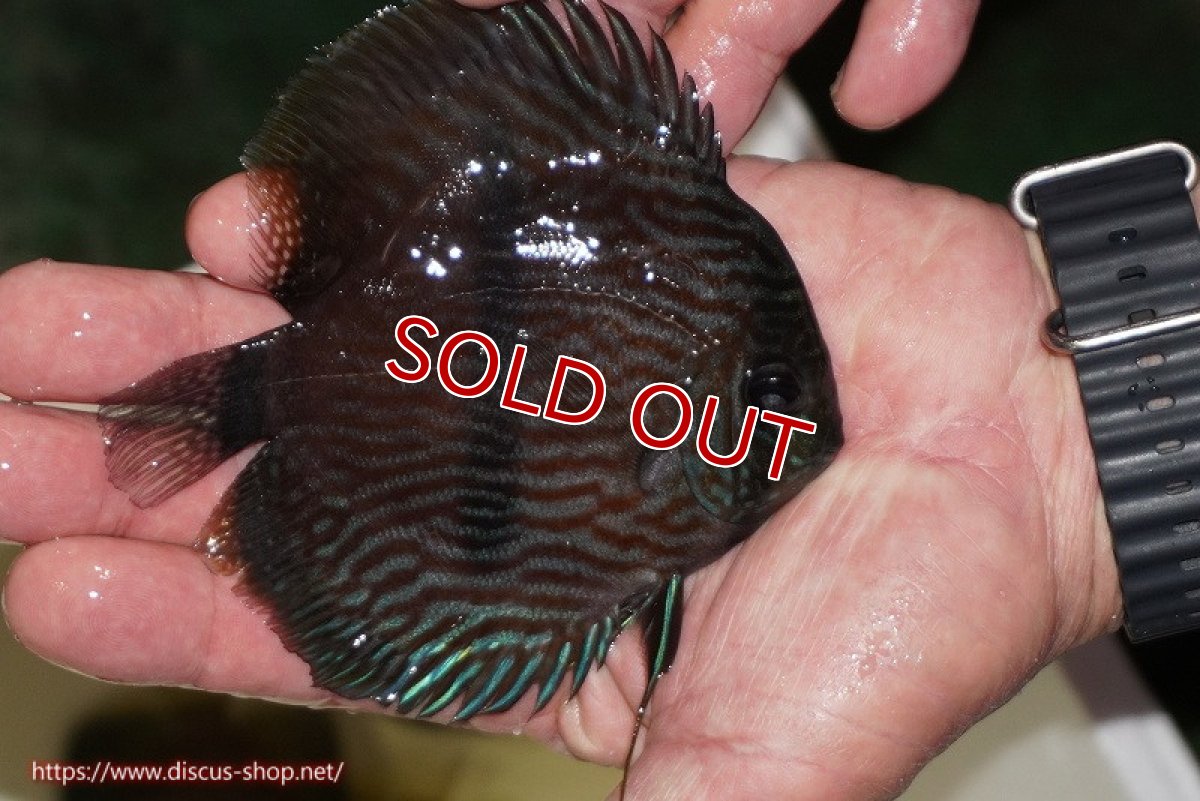 画像2: 【決算セール対象個体】【ワイルドディスカス】【通販】【ワイルド屈指のブルー発色】リオネグロブルーフェイスヘッケル【個体販売】11-12cm（生体）リオネグロ産 (2)