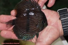 画像2: 【決算セール対象個体】【ワイルドディスカス】【通販】【ワイルド屈指のブルー発色】リオネグロブルーフェイスヘッケル【個体販売】11-12cm（生体）リオネグロ産 (2)