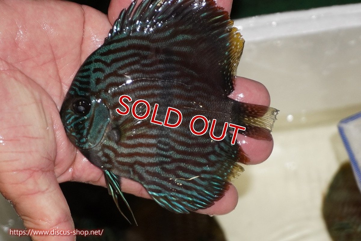 画像1: 【ワイルドディスカス】【通販】【ワイルド屈指のブルー発色】リオネグロブルーフェイスヘッケル【個体販売】11-12cm（生体）リオネグロ産 (1)