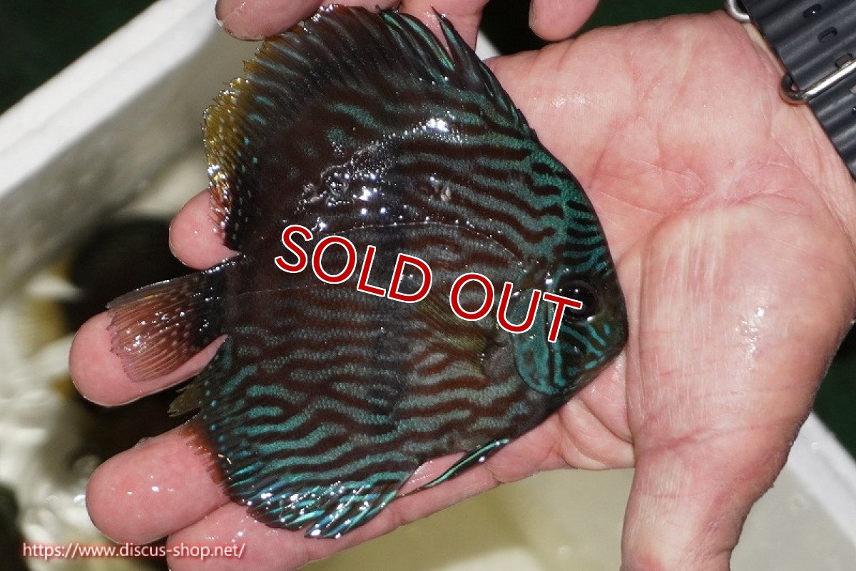 画像2: 【ワイルドディスカス】【通販】【ワイルド屈指のブルー発色】リオネグロブルーフェイスヘッケル【個体販売】11-12cm（生体）リオネグロ産 (2)