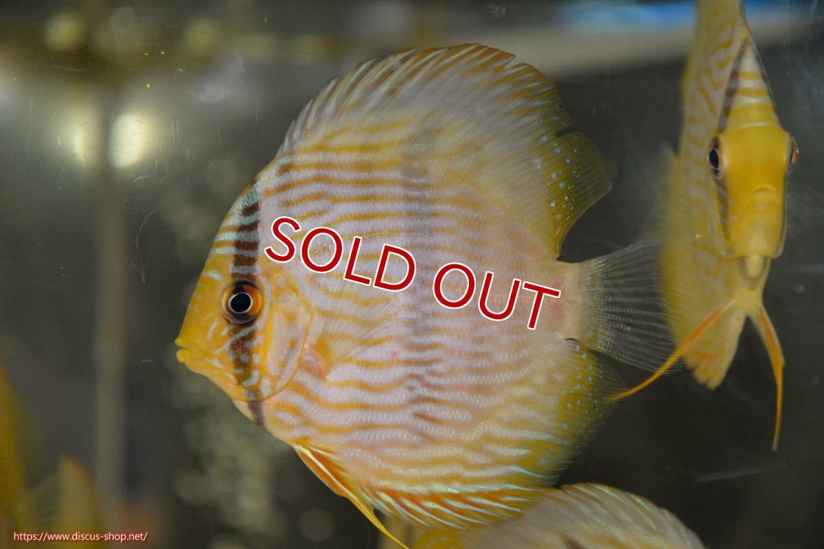 画像1: 【決算セール対象個体】【ワイルドディスカス】【通販】【ワイルド屈指のブルー発色】リオネグロブルーフェイスヘッケル【個体販売】9-11cm（生体）リオネグロ産 (1)