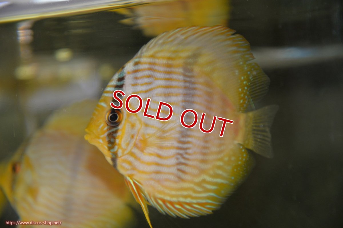 画像2: 【決算セール対象個体】【ワイルドディスカス】【通販】【ワイルド屈指のブルー発色】リオネグロブルーフェイスヘッケル【個体販売】9-11cm（生体）リオネグロ産 (2)