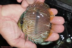 画像3: 【決算セール対象個体】【ワイルドディスカス】【通販】【ワイルド屈指のブルー発色】リオネグロブルーフェイスヘッケル【個体販売】9-11cm（生体）リオネグロ産 (3)