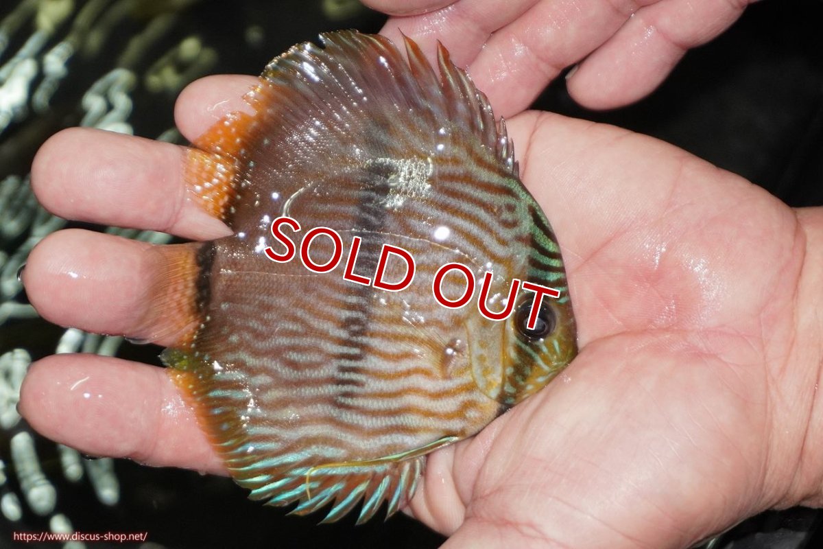 画像4: 【決算セール対象個体】【ワイルドディスカス】【通販】【ワイルド屈指のブルー発色】リオネグロブルーフェイスヘッケル【個体販売】9-11cm（生体）リオネグロ産 (4)