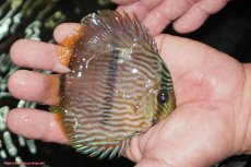 画像4: 【決算セール対象個体】【ワイルドディスカス】【通販】【ワイルド屈指のブルー発色】リオネグロブルーフェイスヘッケル【個体販売】9-11cm（生体）リオネグロ産 (4)