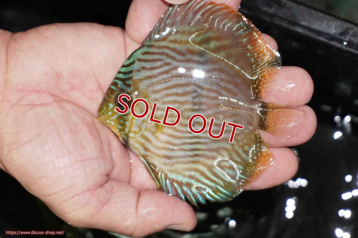 画像1: 【決算セール対象個体】【ワイルドディスカス】【通販】【ワイルド屈指のブルー発色】リオネグロブルーフェイスヘッケル【個体販売】9-11cm（生体）リオネグロ産 (1)