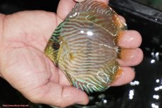 画像1: 【決算セール対象個体】【ワイルドディスカス】【通販】【ワイルド屈指のブルー発色】リオネグロブルーフェイスヘッケル【個体販売】9-11cm（生体）リオネグロ産 (1)