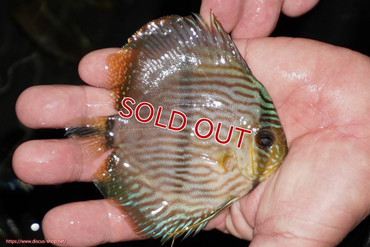 画像2: 【決算セール対象個体】【ワイルドディスカス】【通販】【ワイルド屈指のブルー発色】リオネグロブルーフェイスヘッケル【個体販売】9-11cm（生体）リオネグロ産 (2)