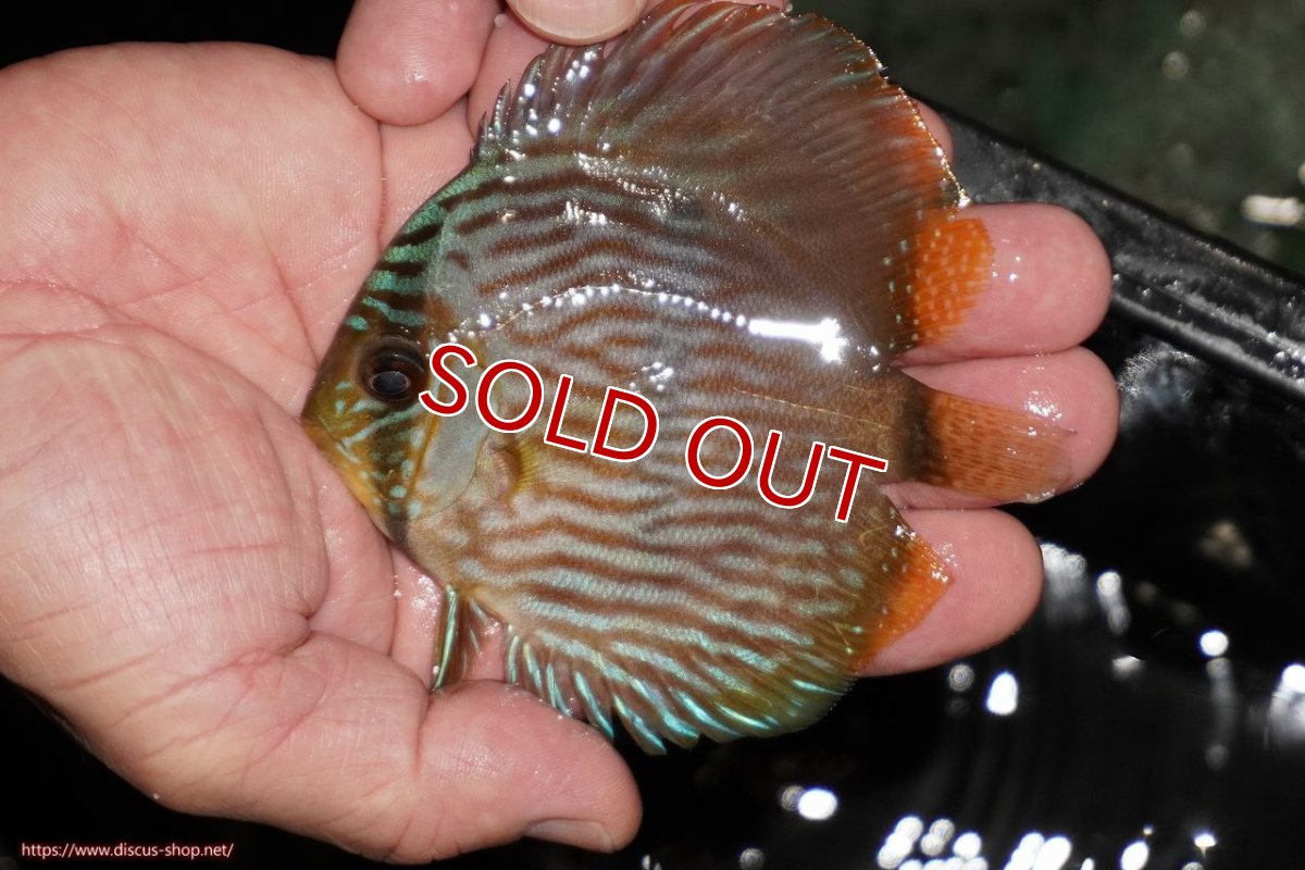 画像1: 【決算セール対象個体】【ワイルドディスカス】【通販】【ワイルド屈指のブルー発色】リオネグロブルーフェイスヘッケル【個体販売】9-11cm（生体）リオネグロ産 (1)