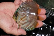 画像1: 【決算セール対象個体】【ワイルドディスカス】【通販】【ワイルド屈指のブルー発色】リオネグロブルーフェイスヘッケル【個体販売】9-11cm（生体）リオネグロ産 (1)