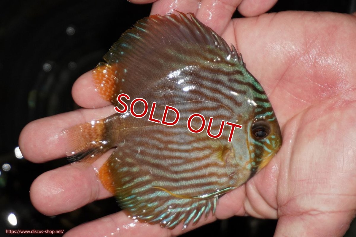 画像2: 【決算セール対象個体】【ワイルドディスカス】【通販】【ワイルド屈指のブルー発色】リオネグロブルーフェイスヘッケル【個体販売】9-11cm（生体）リオネグロ産 (2)