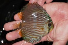 画像2: 【決算セール対象個体】【ワイルドディスカス】【通販】【ワイルド屈指のブルー発色】リオネグロブルーフェイスヘッケル【個体販売】9-11cm（生体）リオネグロ産 (2)