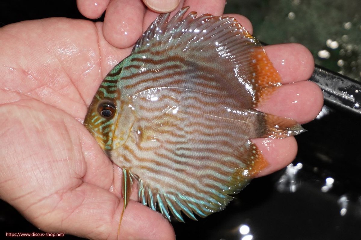 画像1: 【決算セール対象個体】【ワイルドディスカス】【通販】【ワイルド屈指のブルー発色】リオネグロブルーフェイスヘッケル【個体販売】9-11cm（生体）リオネグロ産 (1)