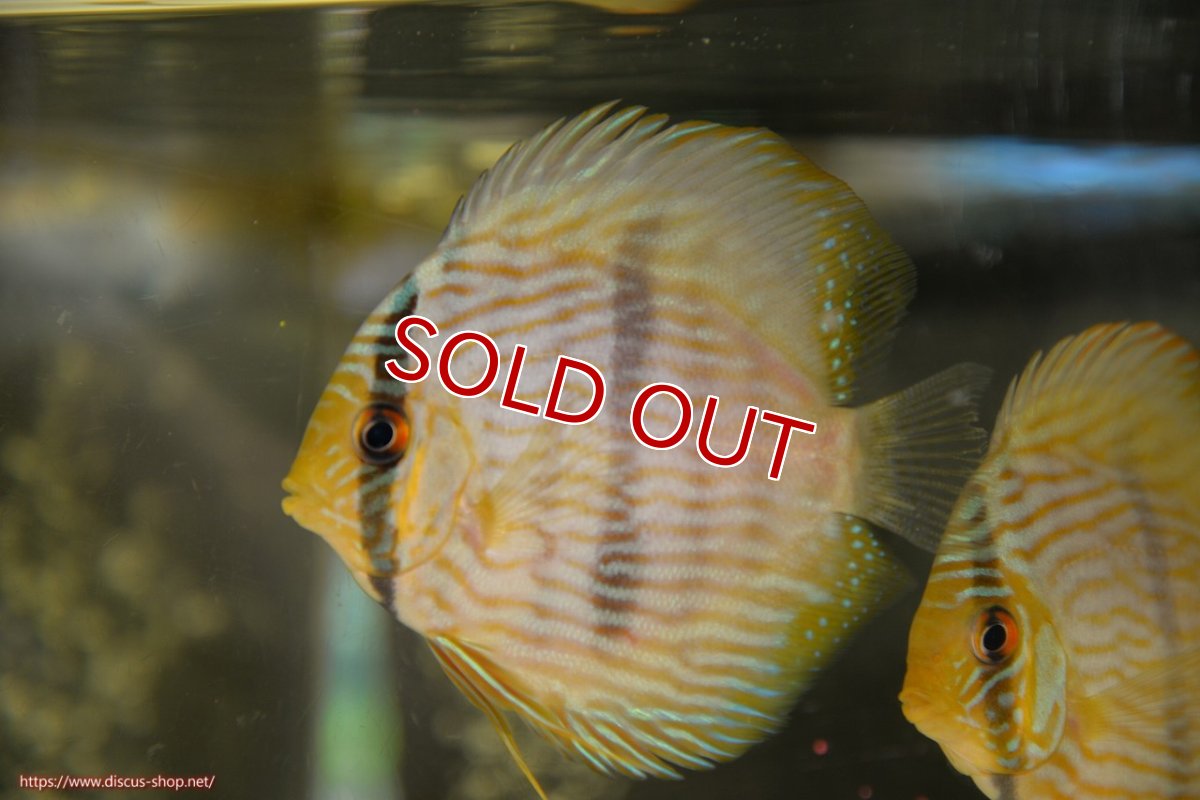 画像1: 【決算セール対象個体】【ワイルドディスカス】【通販】【ワイルド屈指のブルー発色】リオネグロブルーフェイスヘッケル【個体販売】9-11cm（生体）リオネグロ産 (1)