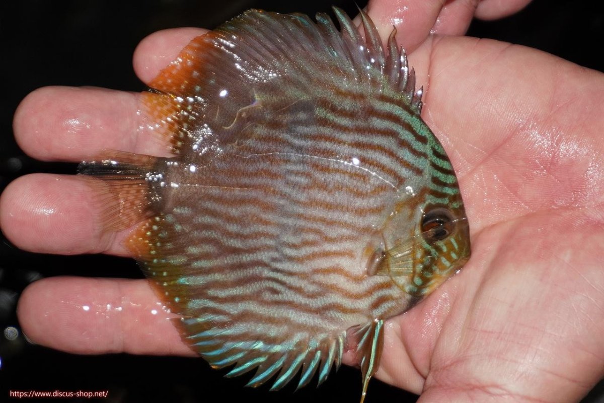 画像2: 【決算セール対象個体】【ワイルドディスカス】【通販】【ワイルド屈指のブルー発色】リオネグロブルーフェイスヘッケル【個体販売】9-11cm（生体）リオネグロ産 (2)