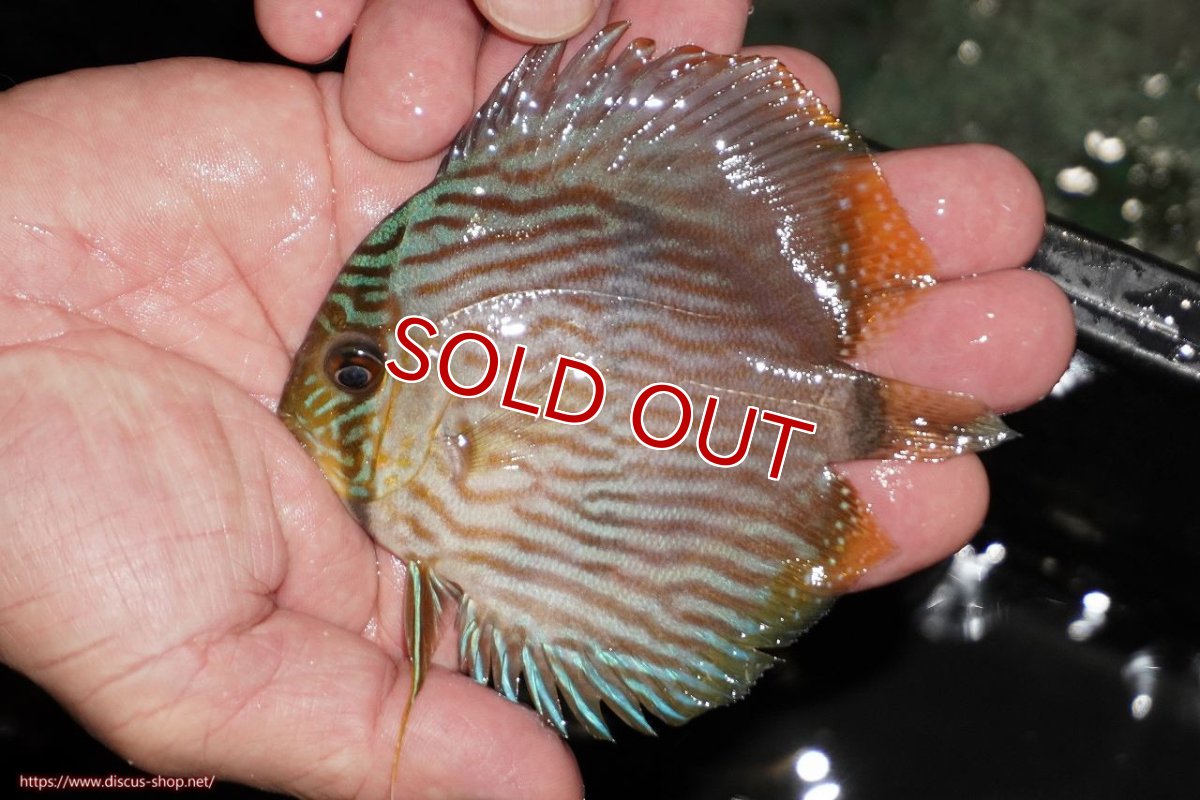 画像2: 【決算セール対象個体】【ワイルドディスカス】【通販】【ワイルド屈指のブルー発色】リオネグロブルーフェイスヘッケル【個体販売】9-11cm（生体）リオネグロ産 (2)