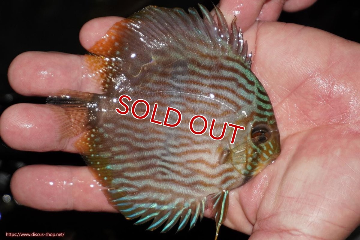 画像3: 【決算セール対象個体】【ワイルドディスカス】【通販】【ワイルド屈指のブルー発色】リオネグロブルーフェイスヘッケル【個体販売】9-11cm（生体）リオネグロ産 (3)