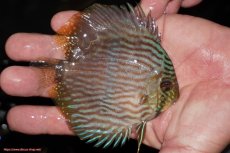 画像3: 【決算セール対象個体】【ワイルドディスカス】【通販】【ワイルド屈指のブルー発色】リオネグロブルーフェイスヘッケル【個体販売】9-11cm（生体）リオネグロ産 (3)