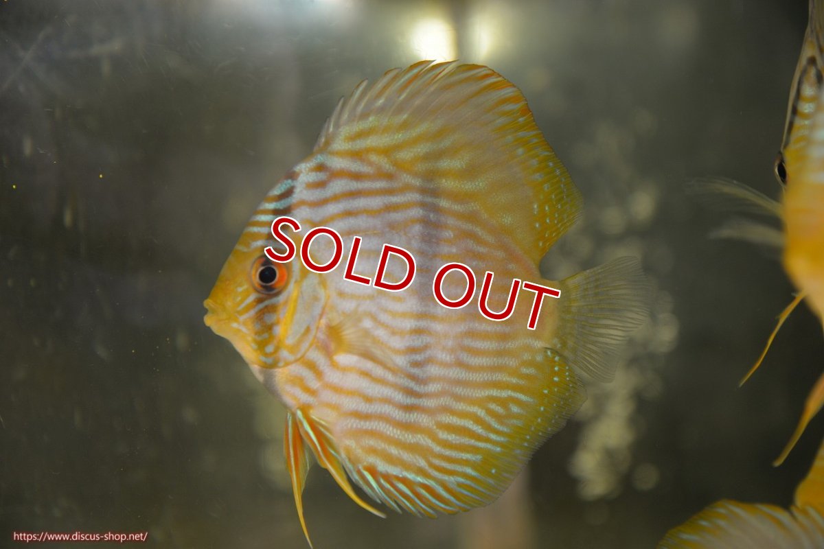 画像1: 【決算セール対象個体】【ワイルドディスカス】【通販】【ワイルド屈指のブルー発色】リオネグロブルーフェイスヘッケル【個体販売】9-11cm（生体）リオネグロ産 (1)