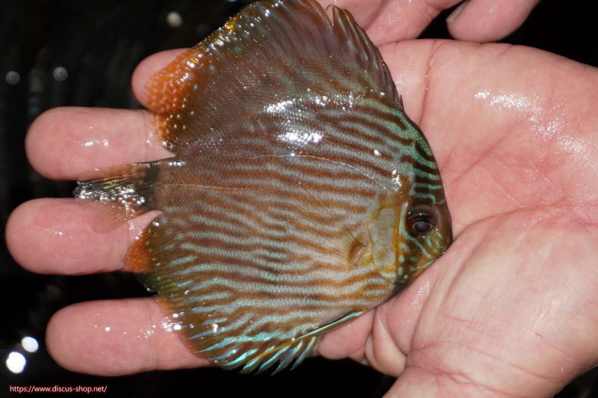 画像2: 【決算セール対象個体】【ワイルドディスカス】【通販】【ワイルド屈指のブルー発色】リオネグロブルーフェイスヘッケル【個体販売】9-11cm（生体）リオネグロ産 (2)