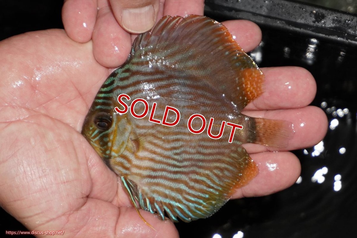 画像2: 【決算セール対象個体】【ワイルドディスカス】【通販】【ワイルド屈指のブルー発色】リオネグロブルーフェイスヘッケル【個体販売】9-11cm（生体）リオネグロ産 (2)