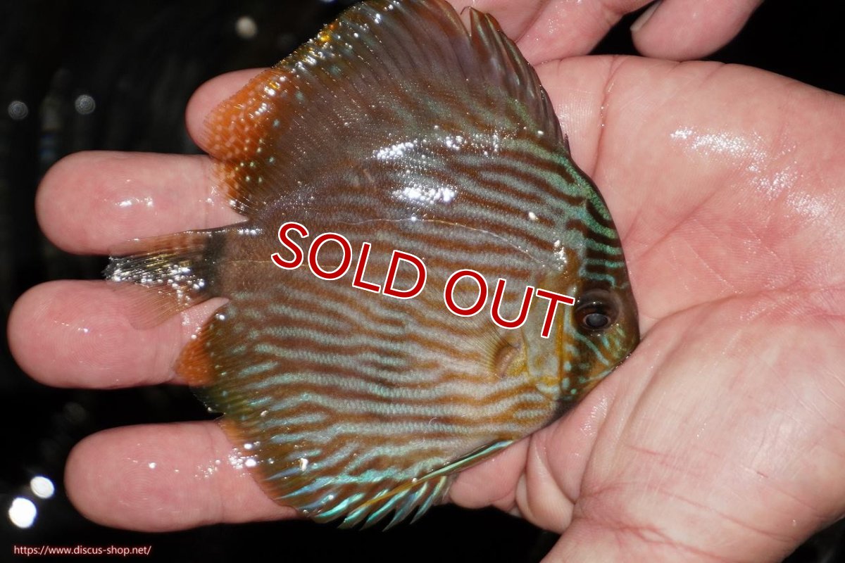 画像3: 【決算セール対象個体】【ワイルドディスカス】【通販】【ワイルド屈指のブルー発色】リオネグロブルーフェイスヘッケル【個体販売】9-11cm（生体）リオネグロ産 (3)