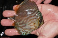 画像3: 【決算セール対象個体】【ワイルドディスカス】【通販】【ワイルド屈指のブルー発色】リオネグロブルーフェイスヘッケル【個体販売】9-11cm（生体）リオネグロ産 (3)