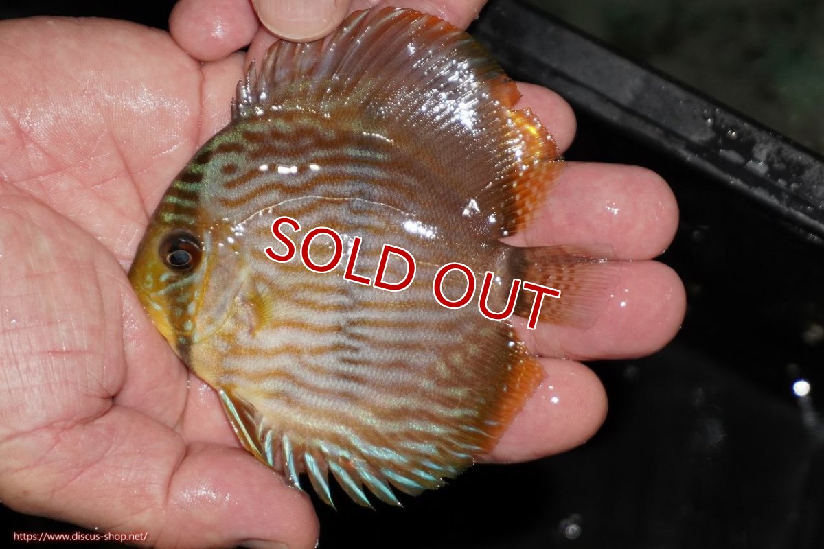 画像2: 【ワイルドディスカス】【通販】【ワイルド屈指のブルー発色】リオネグロブルーフェイスヘッケル【個体販売】9-11cm（生体）リオネグロ産 (2)