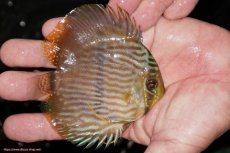 画像2: 【決算セール対象個体】【ワイルドディスカス】【通販】【ワイルド屈指のブルー発色】リオネグロブルーフェイスヘッケル【個体販売】9-11cm（生体）リオネグロ産 (2)