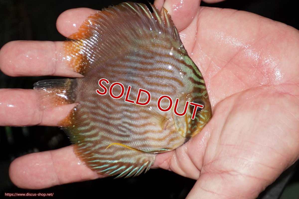 画像3: 【ワイルドディスカス】【通販】【ワイルド屈指のブルー発色】リオネグロブルーフェイスヘッケル【個体販売】9-11cm（生体）リオネグロ産 (3)