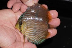 画像1: 【決算セール対象個体】【ワイルドディスカス】【通販】【ワイルド屈指のブルー発色】リオネグロブルーフェイスヘッケル【個体販売】9-11cm（生体）リオネグロ産 (1)