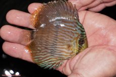 画像2: 【決算セール対象個体】【ワイルドディスカス】【通販】【ワイルド屈指のブルー発色】リオネグロブルーフェイスヘッケル【個体販売】9-11cm（生体）リオネグロ産 (2)