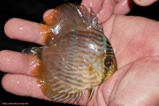 画像2: 【決算セール対象個体】【ワイルドディスカス】【通販】【ワイルド屈指のブルー発色】リオネグロブルーフェイスヘッケル【個体販売】9-11cm（生体）リオネグロ産 (2)