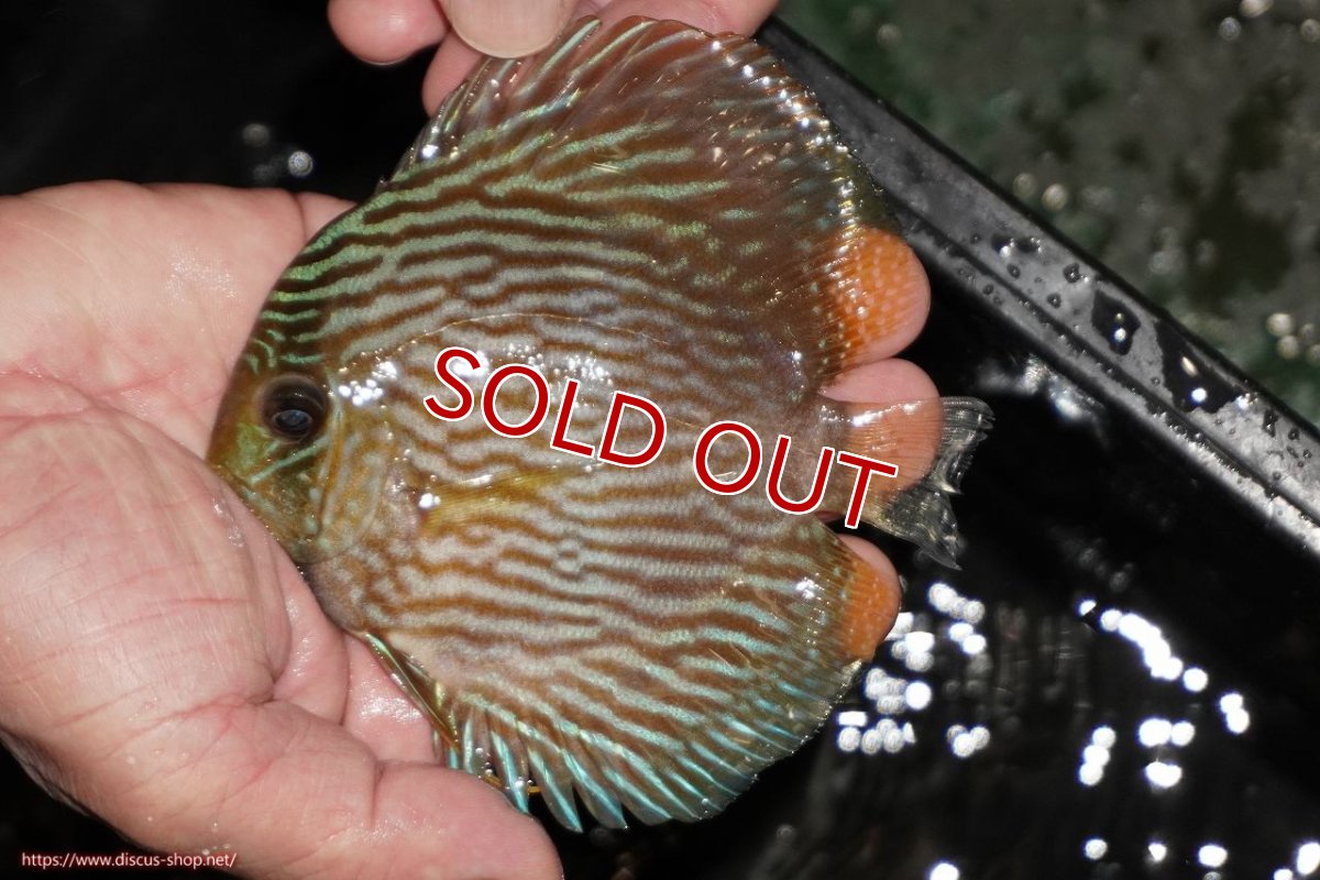 画像1: 【決算セール対象個体】【ワイルドディスカス】【通販】【ワイルド屈指のブルー発色】リオネグロヘッケル【個体販売】10-12cm（生体）リオネグロ産 (1)