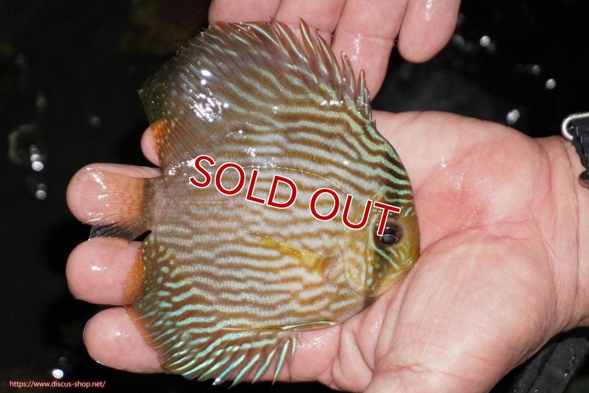 画像2: 【決算セール対象個体】【ワイルドディスカス】【通販】【ワイルド屈指のブルー発色】リオネグロヘッケル【個体販売】10-12cm（生体）リオネグロ産 (2)