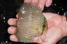 画像2: 【決算セール対象個体】【ワイルドディスカス】【通販】【ワイルド屈指のブルー発色】リオネグロヘッケル【個体販売】10-12cm（生体）リオネグロ産 (2)