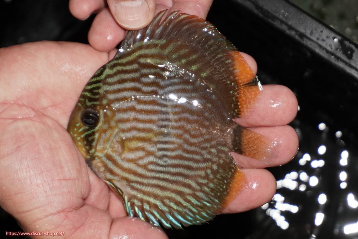 画像1: 【決算セール対象個体】【ワイルドディスカス】【通販】【ワイルド屈指のブルー発色】リオネグロヘッケル【個体販売】10-12cm（生体）リオネグロ産 (1)