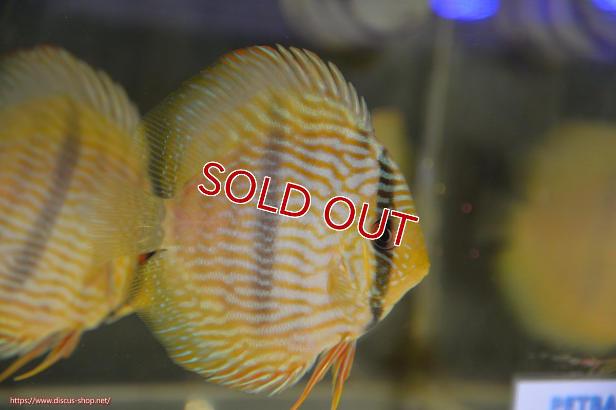 画像1: 【決算セール対象個体】【ワイルドディスカス】【通販】【ワイルド屈指のブルー発色】リオネグロヘッケル【個体販売】10-12cm（生体）リオネグロ産 (1)