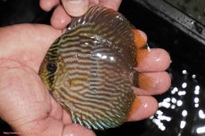 画像1: 【決算セール対象個体】【ワイルドディスカス】【通販】【ワイルド屈指のブルー発色】リオネグロヘッケル【個体販売】10-12cm（生体）リオネグロ産 (1)