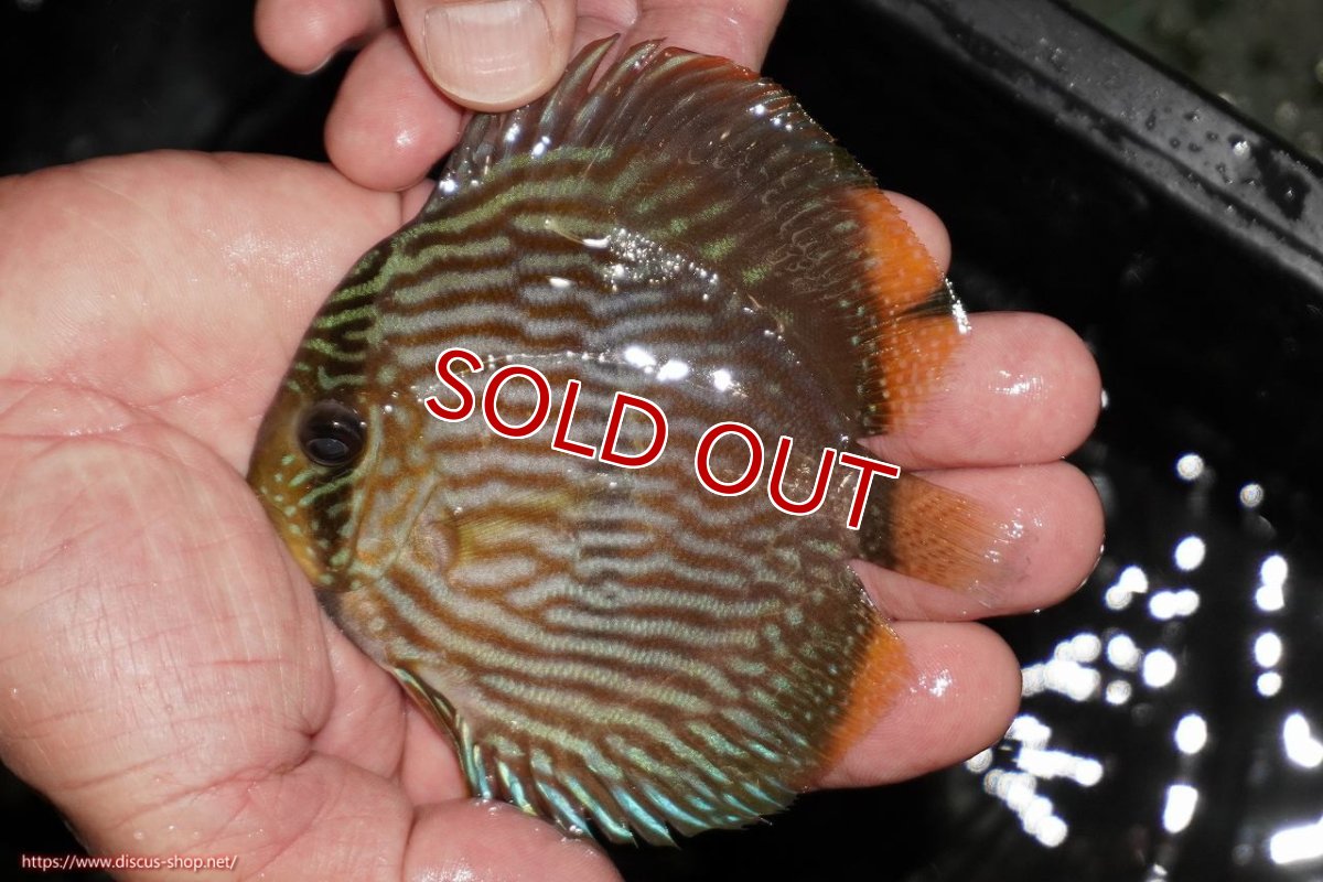 画像2: 【決算セール対象個体】【ワイルドディスカス】【通販】【ワイルド屈指のブルー発色】リオネグロヘッケル【個体販売】10-12cm（生体）リオネグロ産 (2)