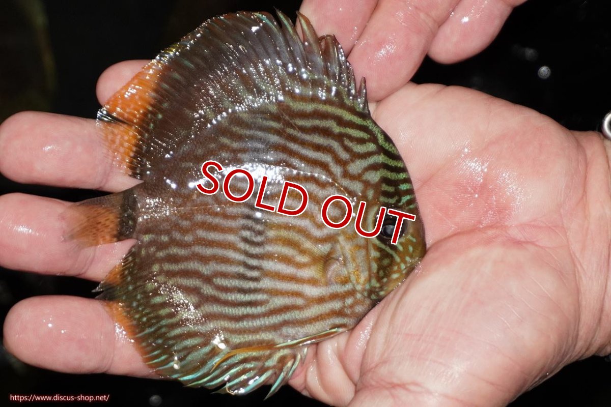 画像3: 【決算セール対象個体】【ワイルドディスカス】【通販】【ワイルド屈指のブルー発色】リオネグロヘッケル【個体販売】10-12cm（生体）リオネグロ産 (3)