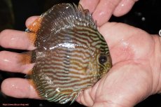 画像3: 【決算セール対象個体】【ワイルドディスカス】【通販】【ワイルド屈指のブルー発色】リオネグロヘッケル【個体販売】10-12cm（生体）リオネグロ産 (3)