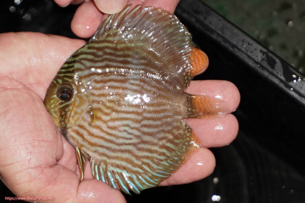 画像1: 【決算セール対象個体】【ワイルドディスカス】【通販】【ワイルド屈指のブルー発色】リオネグロヘッケル【個体販売】10-12cm（生体）リオネグロ産 (1)