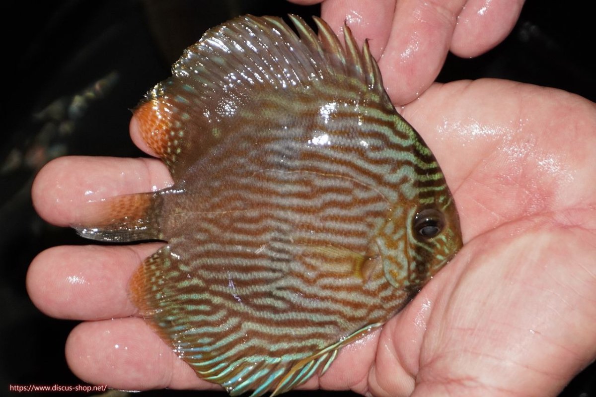 画像2: 【決算セール対象個体】【ワイルドディスカス】【通販】【ワイルド屈指のブルー発色】リオネグロヘッケル【個体販売】10-12cm（生体）リオネグロ産 (2)